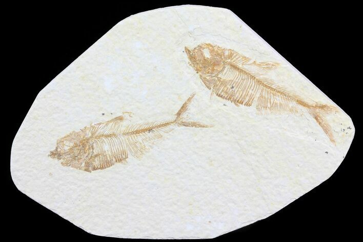Double Diplomystus Fossil Fish - Wyoming #75987